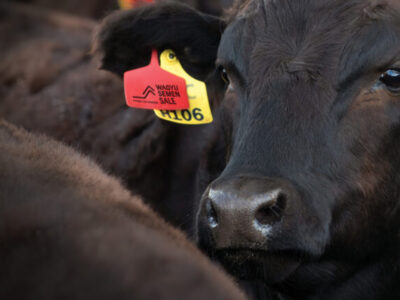 2025 AWA-PTP Semen Sale