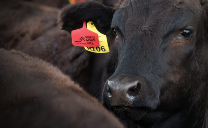 2025 AWA-PTP Semen Sale
