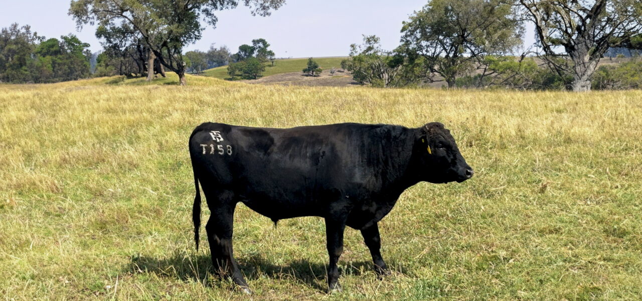 Trent Bridge T158 Semen for Sale
