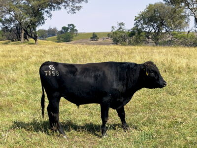 Trent Bridge T158 Semen for Sale