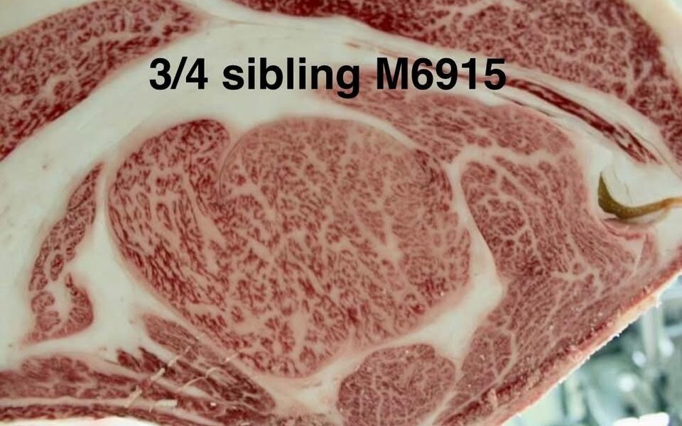 Embryos by JAC Wagyu M47 - JACFM16045 x DARLEY OKUTANI YAZU ET - DSAFM6915