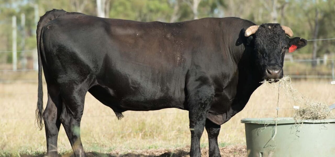 WESTHOLME HIRAMICHI TSURU - AACFF0758 x DARLEY OKUTANI YAZU ET - DSAFM6915
