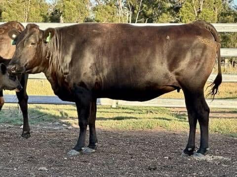 WESTHOLME HIRAMICHI TSURU - AACFF0758 x DARLEY OKUTANI YAZU ET - DSAFM6915