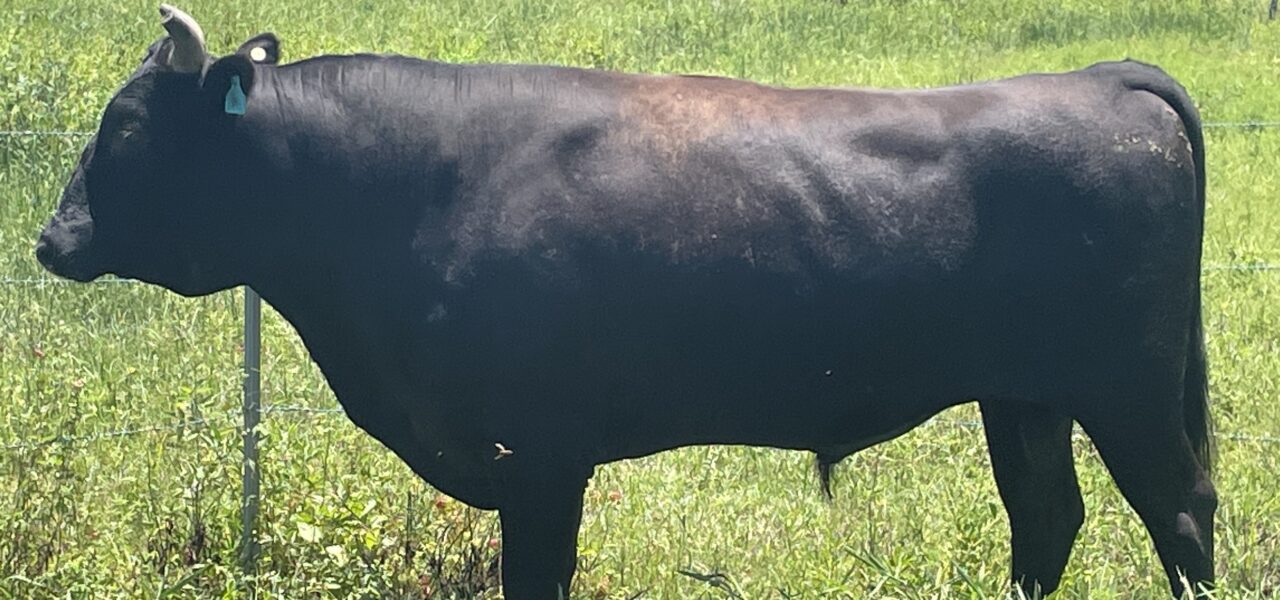 FB Wagyu Bulls