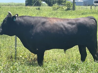 FB Wagyu Bulls