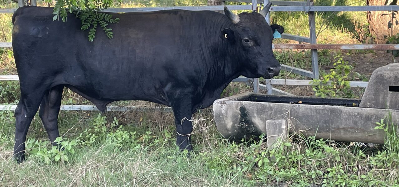 FB Wagyu Bulls