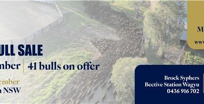 Bective Station Wagyu Bull Sale