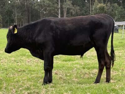 Tilbawagyu – 2 x 2024 Fullblood Wagyu Bulls